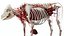 Cow Anatomy 3D 3D