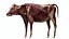 Cow Anatomy 3D 3D