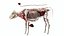 Cow Anatomy 3D 3D