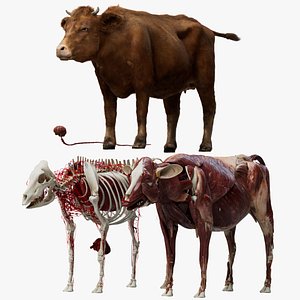 Cow Anatomy 3D 3D
