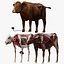 Cow Anatomy 3D 3D