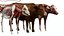 Cow Anatomy 3D 3D