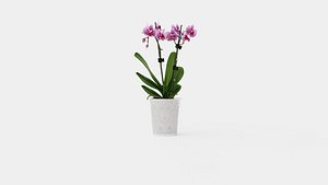 Collection of Phalaenopsis Houseplants - 6 Models 3D model