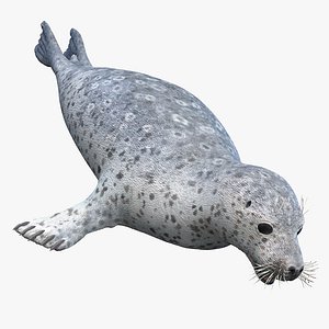 Harbor Seal Static 3D