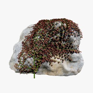 Parthenocissus quinquefolia ivy on rock 3D
