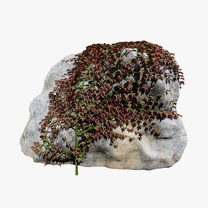 Parthenocissus quinquefolia ivy on rock