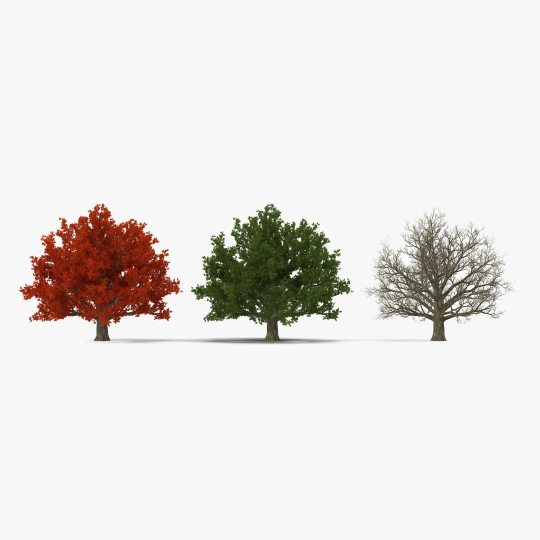 Red Oak Old Tree Set 3D model preview