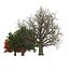 red oak old tree 3d model