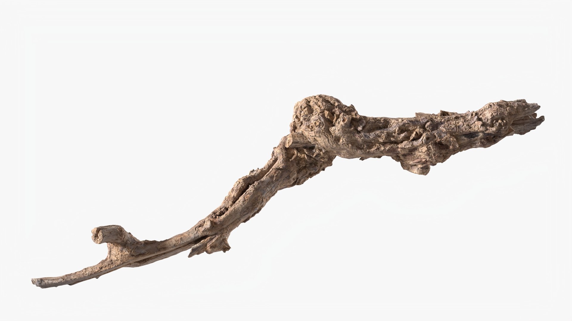 Grapevine Bark 3D Scanned 09 StemCell 3D model https://p.turbosquid.com/ts-thumb/ht/3gZmKC/bA/grapevine_09_p02/jpg/1726478073/1920x1080/fit_q87/0b236759d50a84b6aa55a250a6f26e59b45d266c/grapevine_09_p02.jpg