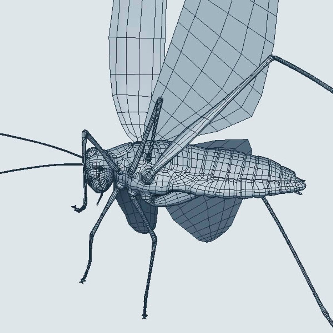 locust max