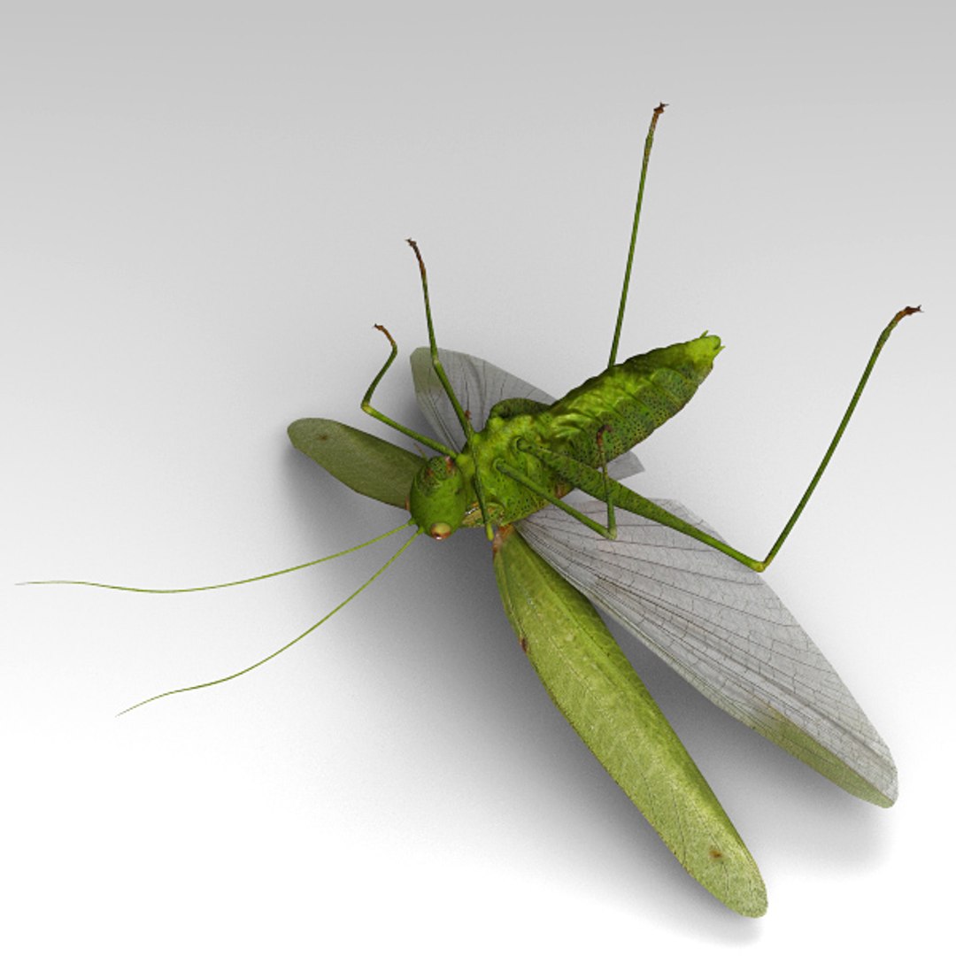 locust max