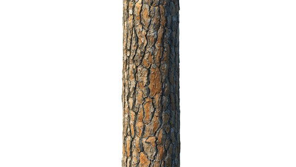 4k Pine Bark Material 03 | Texture