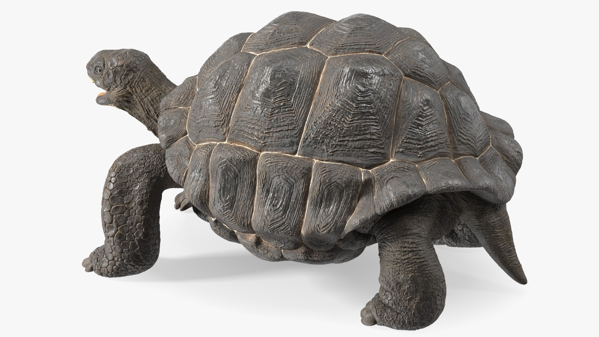 3D Rigged Turtles Collection 4 For Cinema 4D Model - TurboSquid 2271870