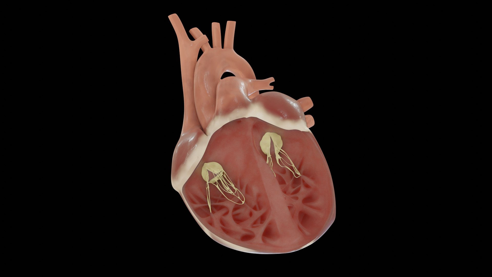 Heart Cross Section 3D Model - TurboSquid 1444130