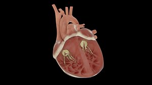 Heart with cross section