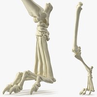 Anatomical Skeleton of Dog Right Hind Limb