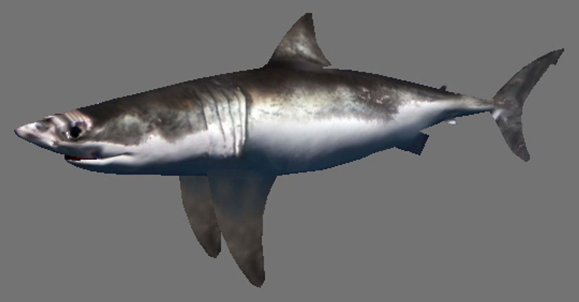 Shark Games 3d Model