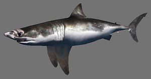 Great White Shark