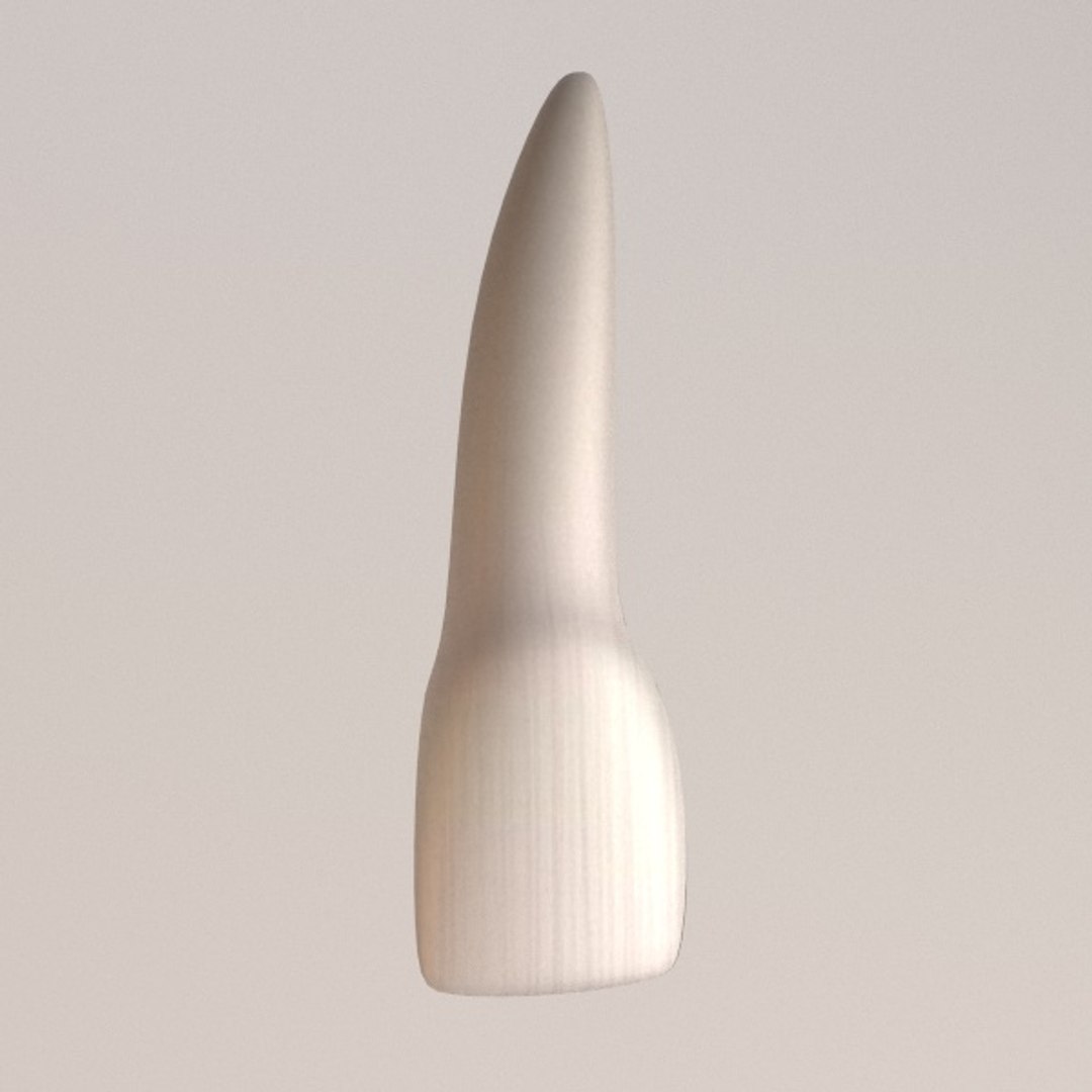 3d Model Lateral Incisor