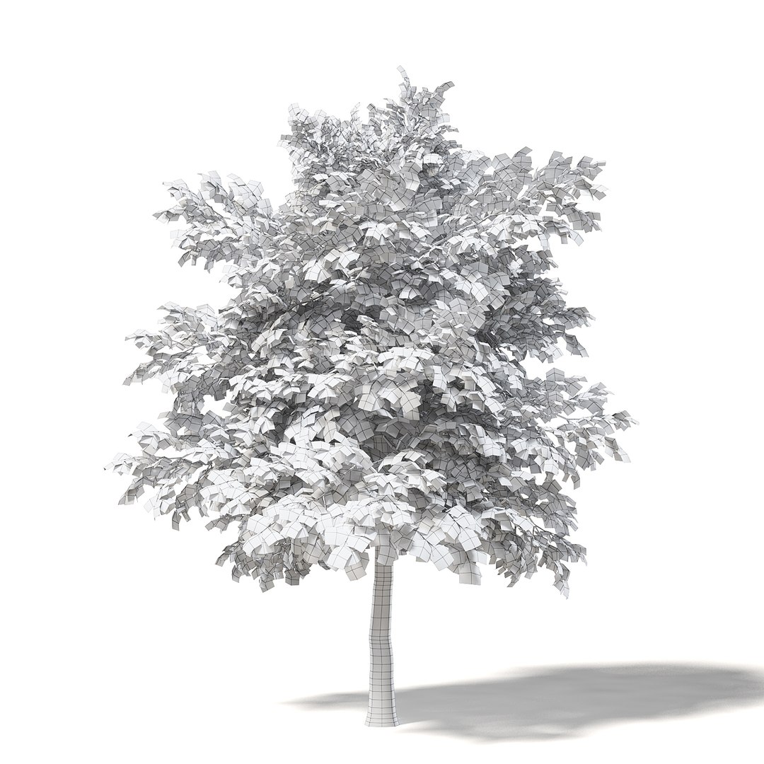 3D Field Maple 5 4m - TurboSquid 1399333