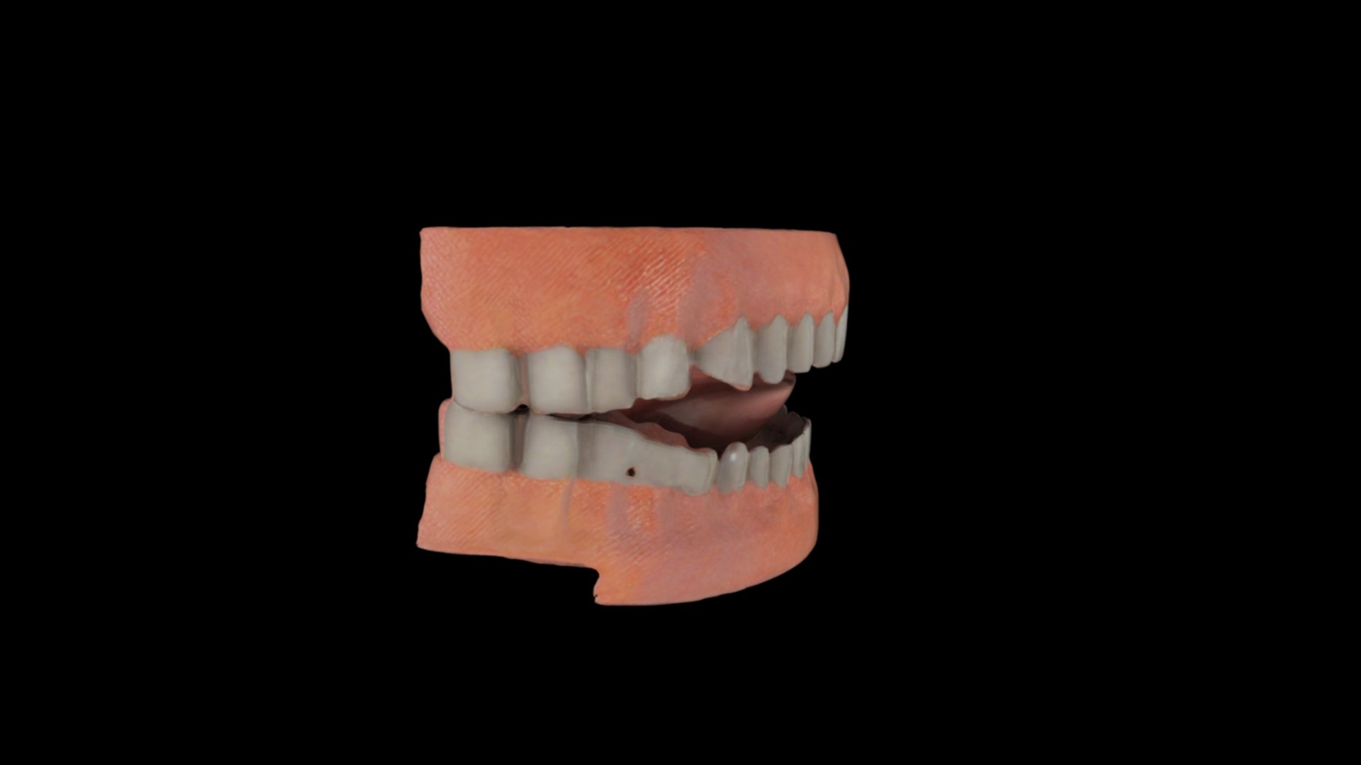 3D Realistic Human Teeth With Gums 3D Model - TurboSquid 2320797