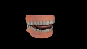 3D Realistic Human Teeth with Gums 3D Model