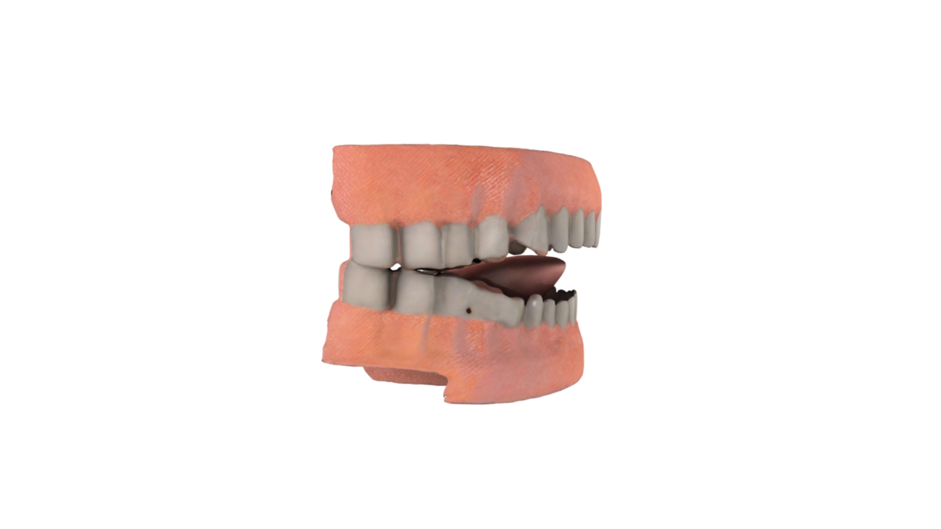 3D Realistic Human Teeth With Gums 3D Model - TurboSquid 2320797