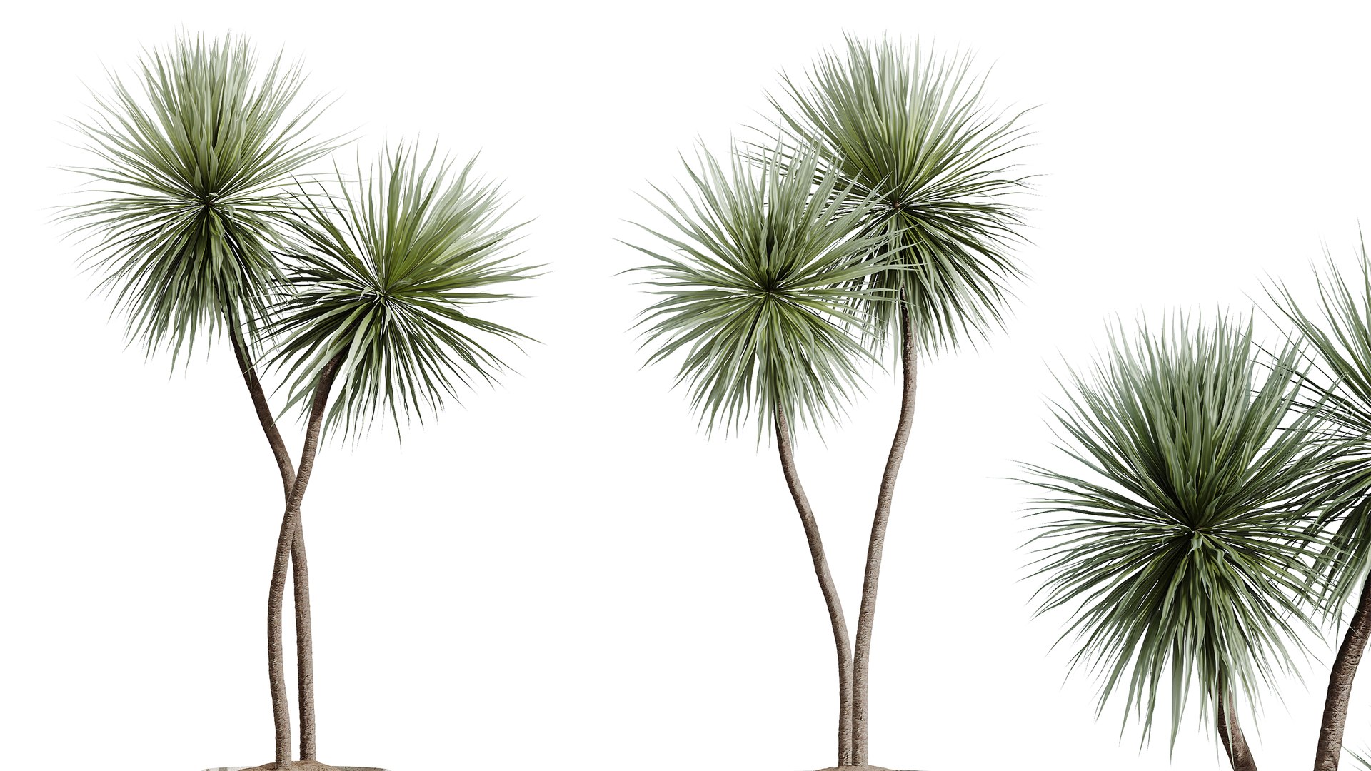 AV Indoor Plants Set 379 Ficus Marginata and Yucca Palm and Kentia Everlasting and Ficus Binnendijki 3D model https://p.turbosquid.com/ts-thumb/hu/83Qerm/JJ/05/png/1759825620/1920x1080/fit_q87/eb3d38c1900fec45ed6938262094b233a84bd442/05.jpg