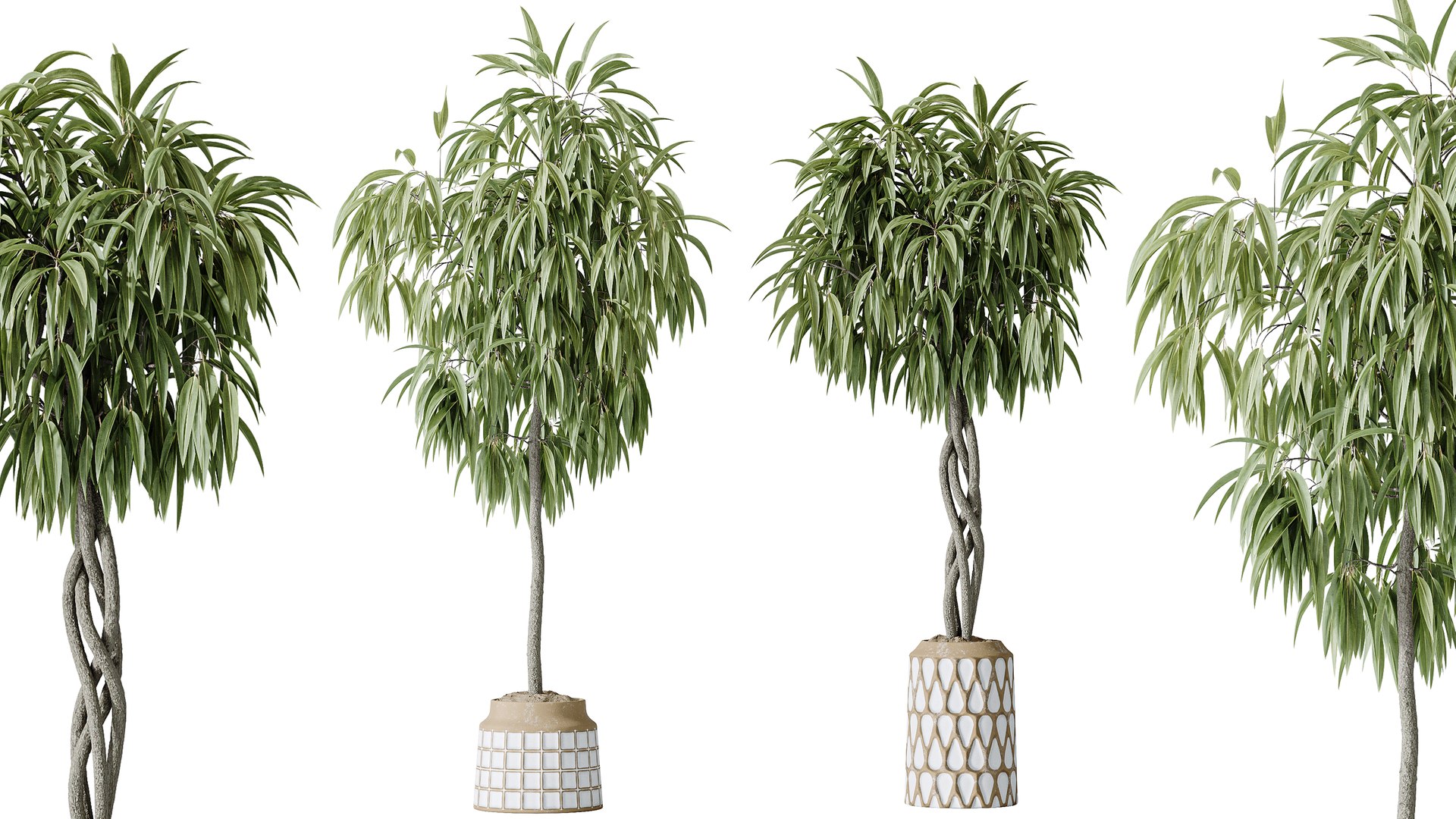 AV Indoor Plants Set 379 Ficus Marginata and Yucca Palm and Kentia Everlasting and Ficus Binnendijki 3D model https://p.turbosquid.com/ts-thumb/hu/83Qerm/h6/03/png/1759825620/1920x1080/fit_q87/93745918dc50492a801901fb282a1aec61c09397/03.jpg