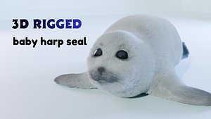 3D model Baby Harp Seal Fully Rigged