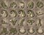 Ornamental Vol 07