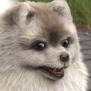 Pomeranian Dwarf Spitz Dog Cream Sable Fur for Maya 3D model