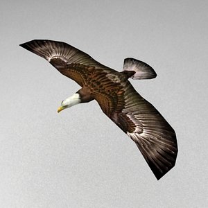 flying eagle 3d model