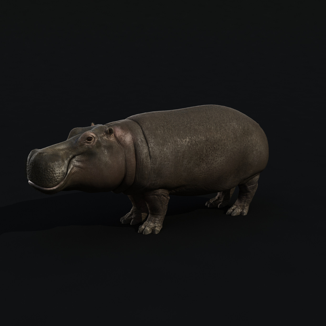 hippopotamus hippo 3d max https://p.turbosquid.com/ts-thumb/hu/fd2gQn/DDkFp22P/hippoturn/jpg/1439756539/1920x1080/turn_fit_q99/6eb9de5c1570884677e751bb579c4211a54a5d90/hippoturn-1.jpg