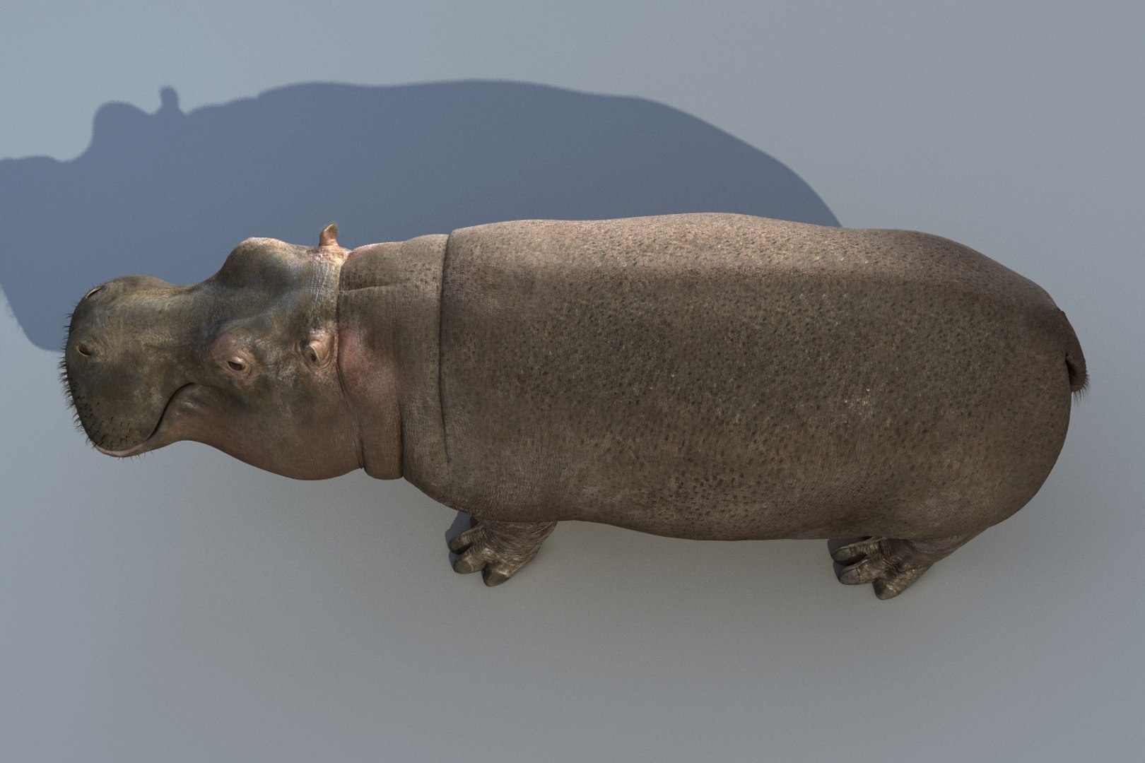hippopotamus hippo 3d max https://p.turbosquid.com/ts-thumb/hu/fd2gQn/X6UJjpdS/8/jpg/1439756428/1920x1080/fit_q87/6844c8f80fc193baad48489df718ad5ea3f11f91/8.jpg