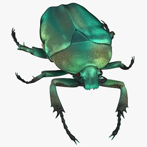 green scarab beetle walking 3D model