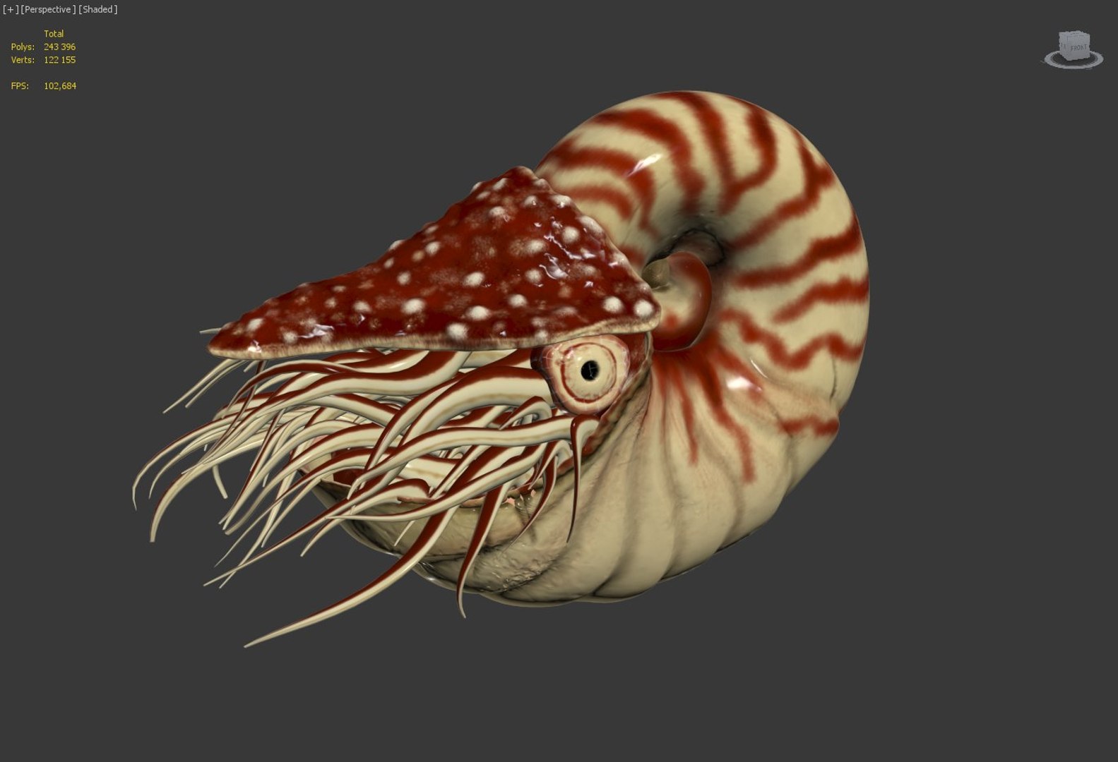 Nautilus Ammonite Max