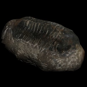 3d trilobite fossil digitalreflection