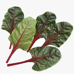 3D Chard model