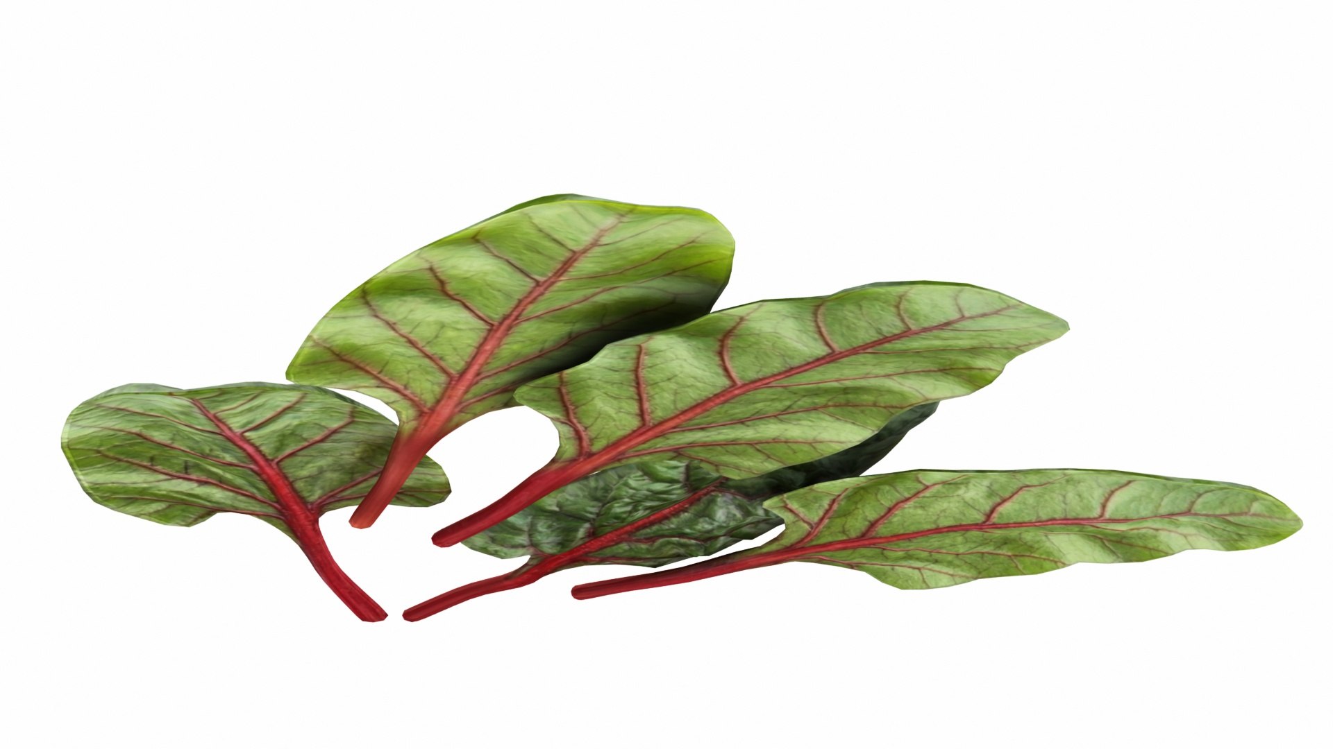 3D Chard model https://p.turbosquid.com/ts-thumb/hv/5fzSTW/8c/chard6/jpg/1768518349/1920x1080/fit_q87/e887ba2fd24cc0fb28ae266267a38459a6e617fb/chard6.jpg