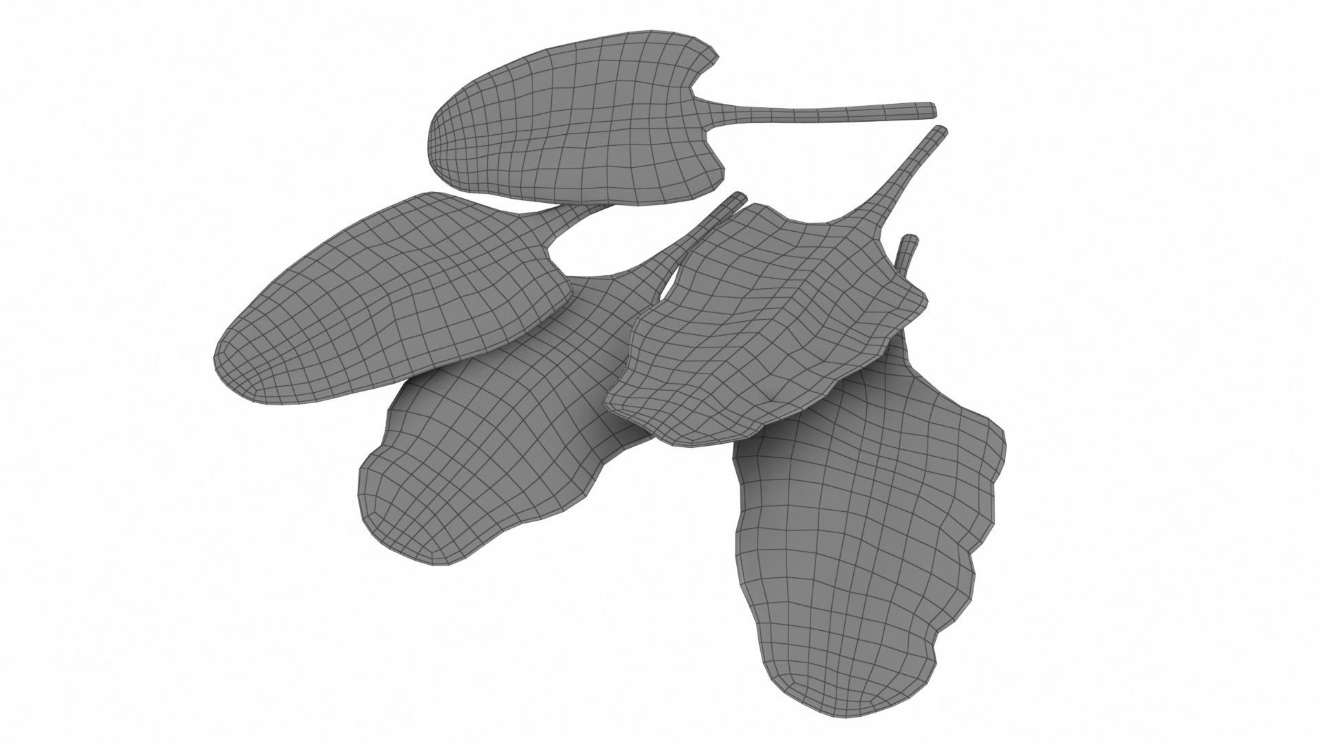 3D Chard model https://p.turbosquid.com/ts-thumb/hv/5fzSTW/Hl/chard11/jpg/1768518351/1920x1080/fit_q87/cbceec7cf472ccb4bc5073ca7c09da5f16b1f94b/chard11.jpg