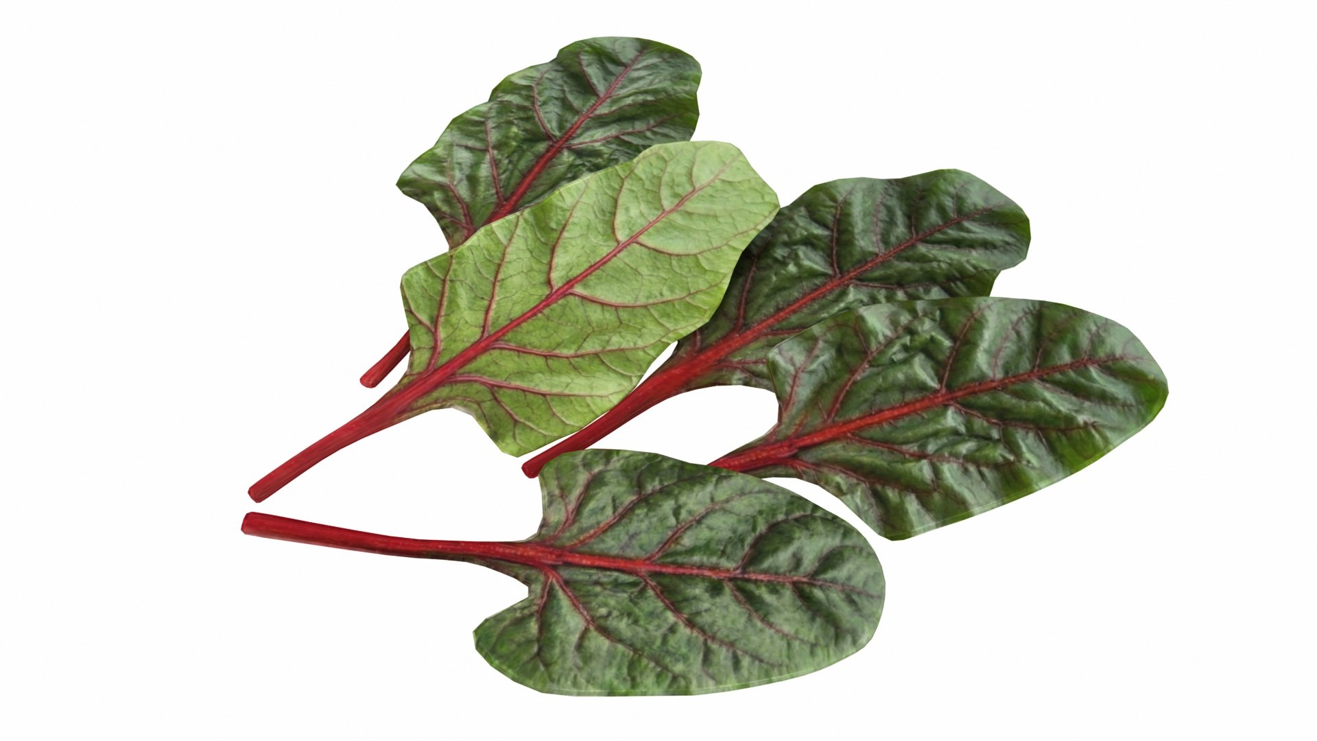 3D Chard model https://p.turbosquid.com/ts-thumb/hv/5fzSTW/Nj/chard7/jpg/1768518349/1920x1080/fit_q87/882f038c636a260a45026a0a0175142f2c424d52/chard7.jpg