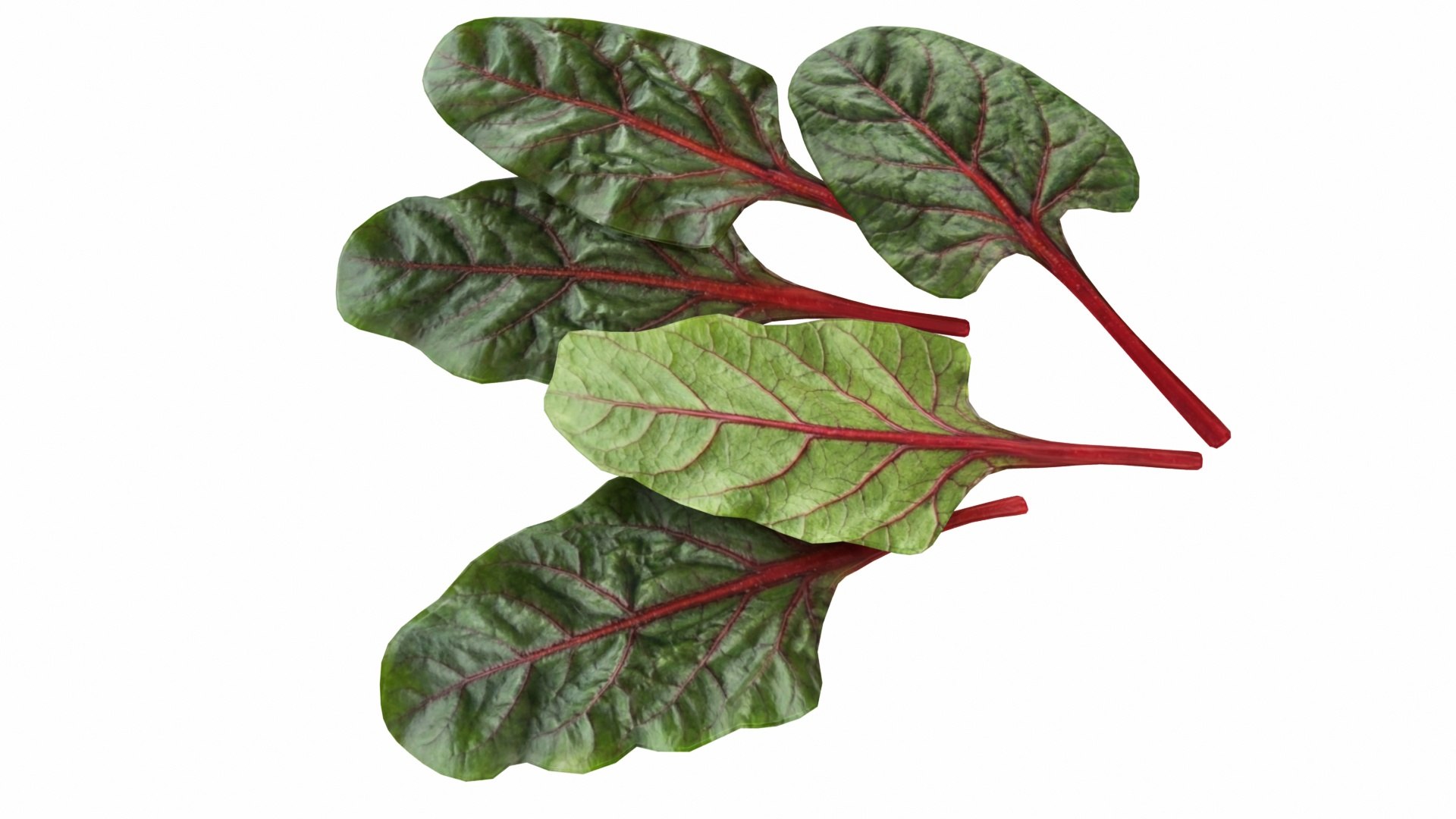 3D Chard model https://p.turbosquid.com/ts-thumb/hv/5fzSTW/QC/chard8/jpg/1768518350/1920x1080/fit_q87/67c714bd610e961c13a2dc5715b91f777d858f8e/chard8.jpg