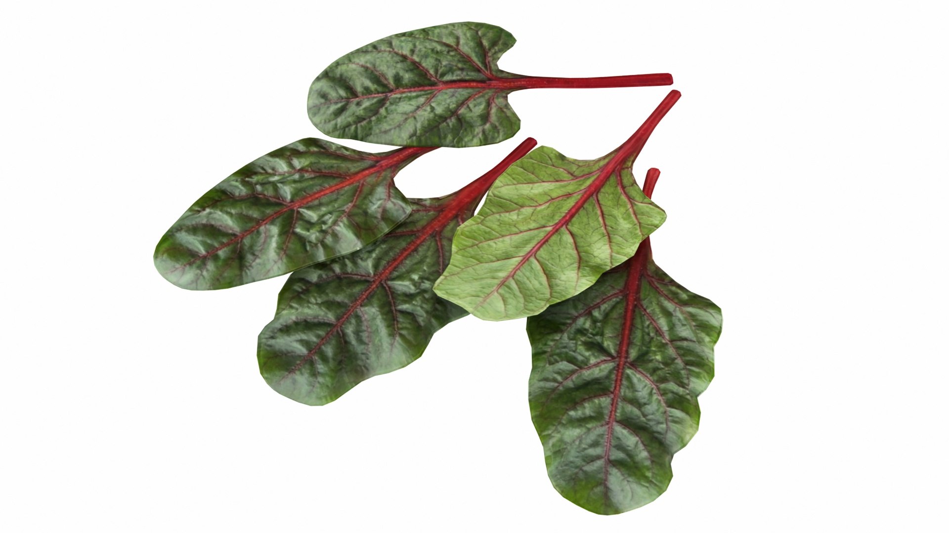 3D Chard model https://p.turbosquid.com/ts-thumb/hv/5fzSTW/W4/chard4/jpg/1768518348/1920x1080/fit_q87/f9b74c1ad06d56517c98c2a111e84aa111215f79/chard4.jpg