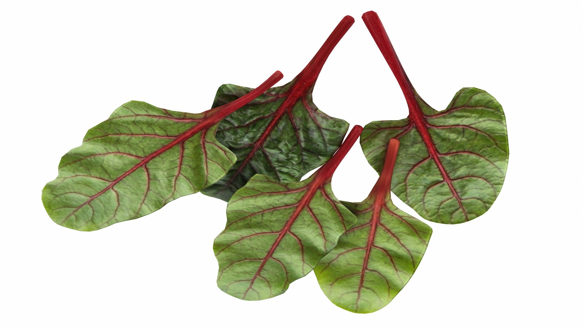 3D Chard model https://p.turbosquid.com/ts-thumb/hv/5fzSTW/pr/chard3/jpg/1768518347/1920x1080/fit_q87/9508b9c7e97c4dc3f881f90a2126b0809ed27b71/chard3.jpg