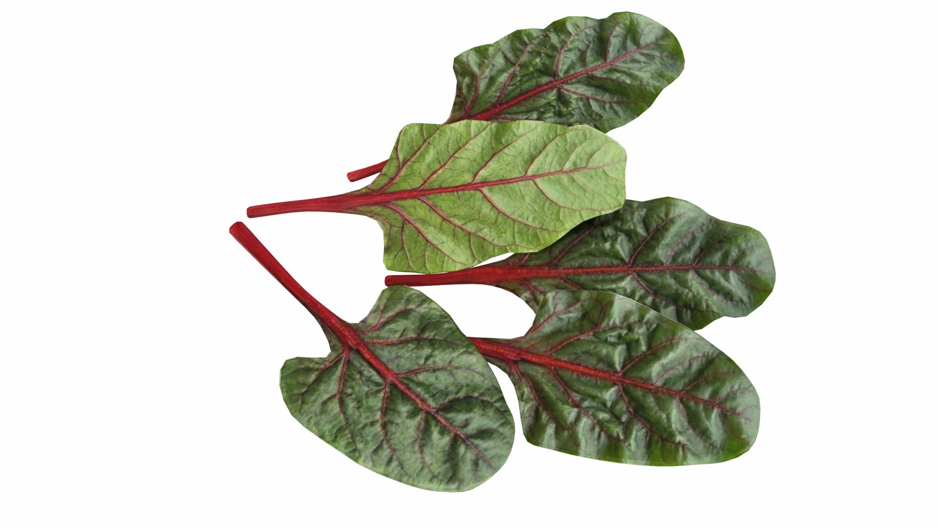3D Chard model https://p.turbosquid.com/ts-thumb/hv/5fzSTW/xF/chard5/jpg/1768518348/1920x1080/fit_q87/4c003dc2f0ba2d9c18c57ff0be1e271959e71fd9/chard5.jpg