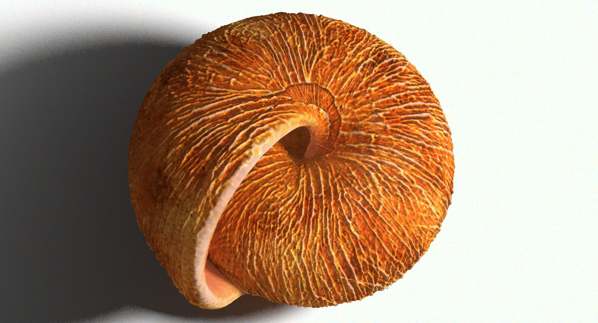 snail shell 3d model https://p.turbosquid.com/ts-thumb/hv/DpvtrL/1otmO8H7/haus006/jpg/1425207691/1920x1080/fit_q87/f5defca3148a5df03c5153da4f22493ec9370612/haus006.jpg