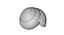 Snail Shell Realistic