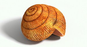 snail shell 3d model