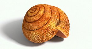 Snail Shell Realistic